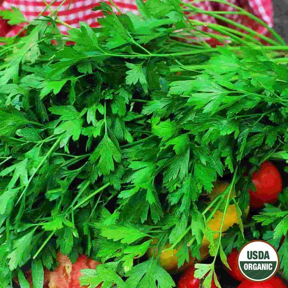 Organic Parsley seeds from Ferry Morse_Mature and harvested Flat Italian Parsley Herb plant. Picture is close-up of parsley leaves.